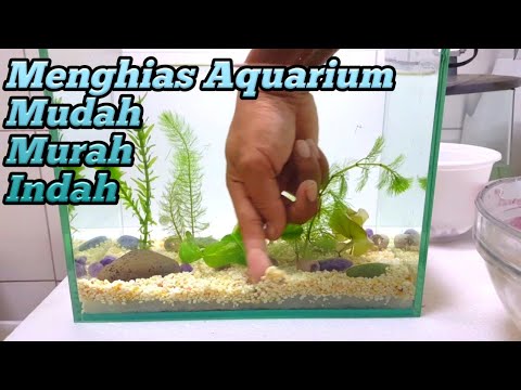 Cara Mudah Menghias Aquarium Pemula Pasti Bisa Bangspit Kansas