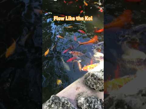 #nature#water#koi#birdsounds#shorts#viralshorts#fishing#explore#beautiful#fish