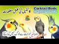 Cocktail Parrot All Info Cocktail Bird Ki Maloomat Cocktail Bird Breeding Info Birds Info 2M