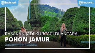 Wisata Bukit Jamur Rancabolang, Suguhkan Suasana bak di Negeri Dongeng