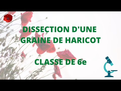 Dissection d'une graine de haricot - Cours 6e