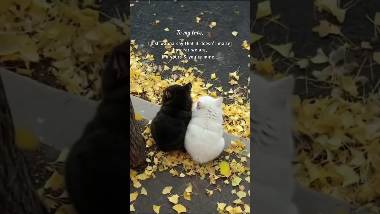 Sweet Love Quotes for Him:Her 💌