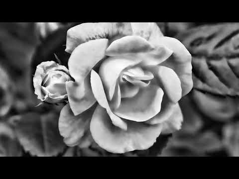 Sylo Nozra,Goldchain-U and I