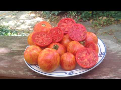 download lagu mp3 mp4 Dragons Eye Tomato, download lagu Dragons Eye Tomato gratis, unduh video klip Dragons Eye Tomato