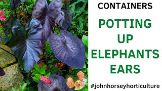 HOW TO PLANT COLOCASIA BULBS IN POTS - COLOCASIA "BLACK MAGIC"