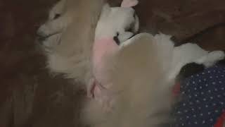 犬 撫でる 催促 Watch Hd Mp4 Videos Download Free