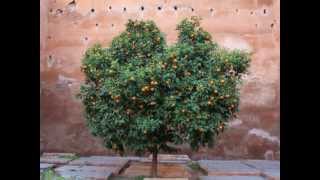 Marrakech decembre 2008 orange blossom habibi