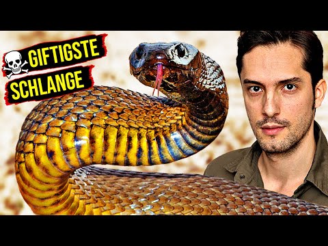 Wie ist es von der giftigsten Schlange gebissen zu werden?