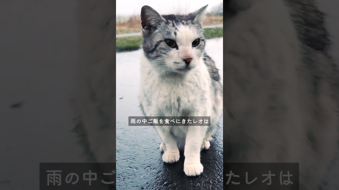 公園でひとりで暮らす小さな地域猫 #野良猫 #捨て猫