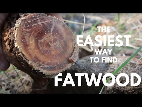 How to find Fatwood (The easiest way)