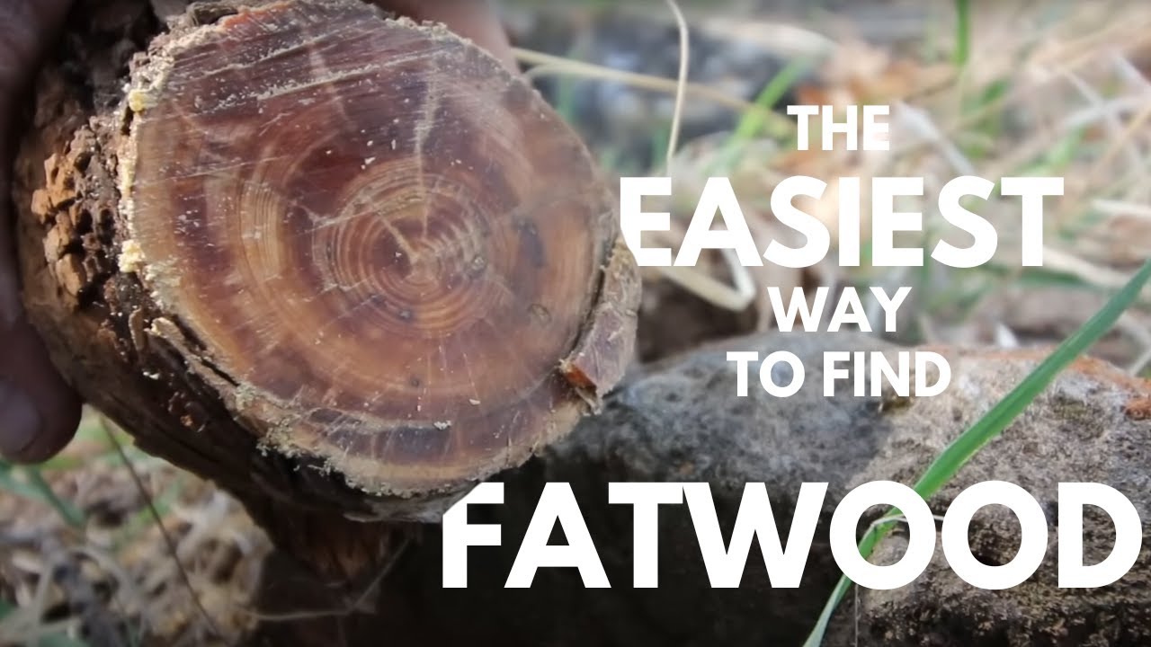 How to find Fatwood (The easiest way)