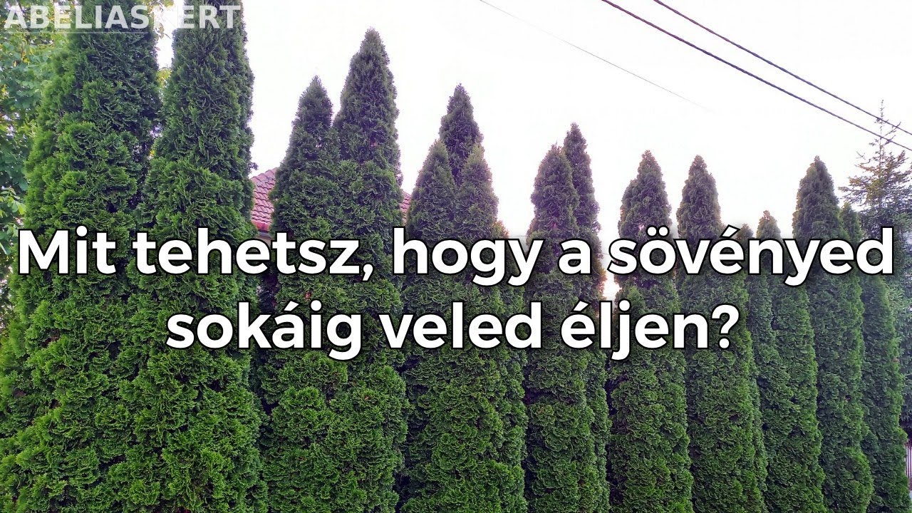 Mit tehetsz, hogy sövényed sokáig veled éljen