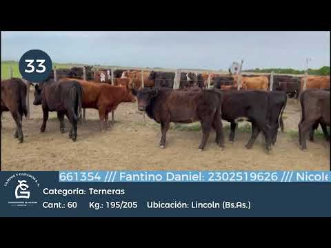 Lote Hembras - Lincoln Bs As