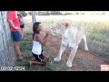 Animals Are Different