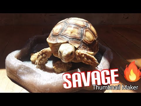 MY FIRST TORTOISE (Savage)
