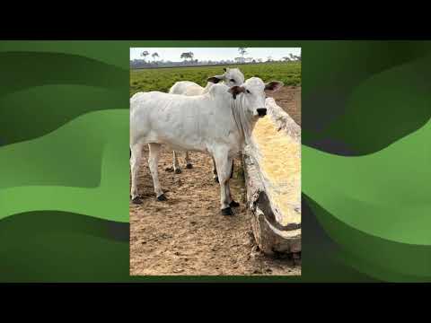 FAMÍLIA APOSTA NA TIP E COLHE BONS RESULTADOS EM RONDÔNIA; CONFIRA