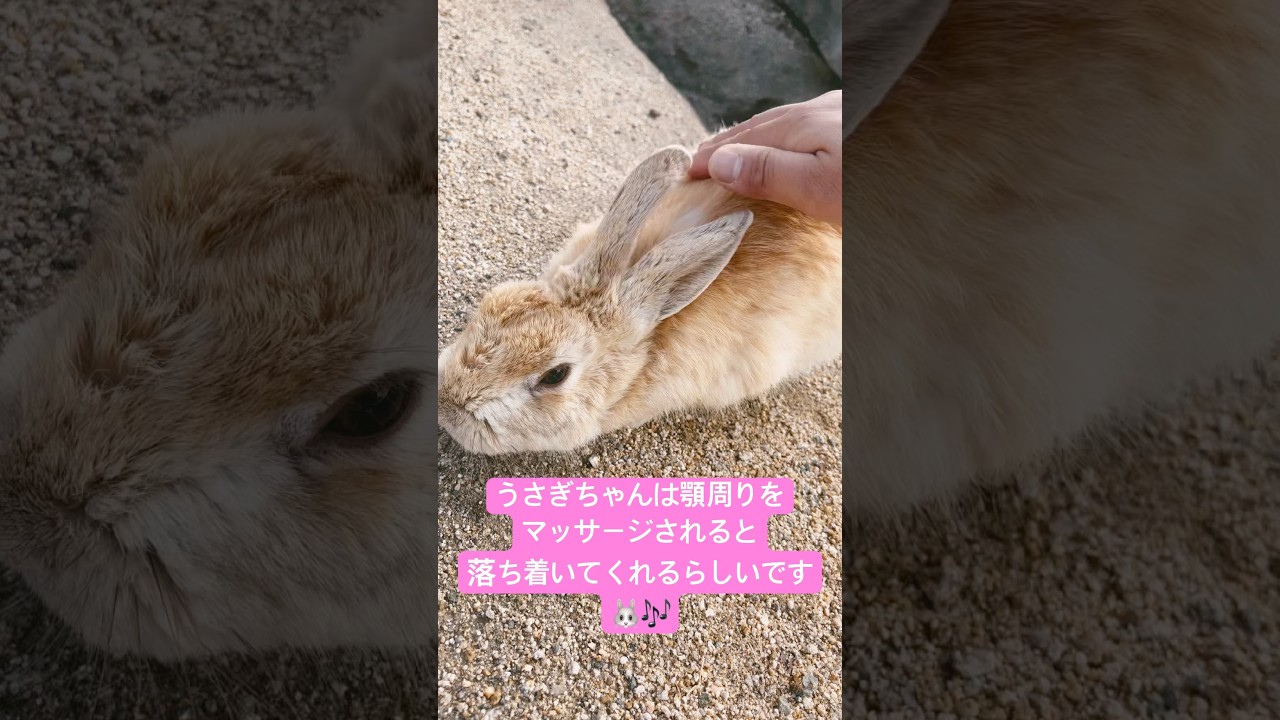 #うさぎ