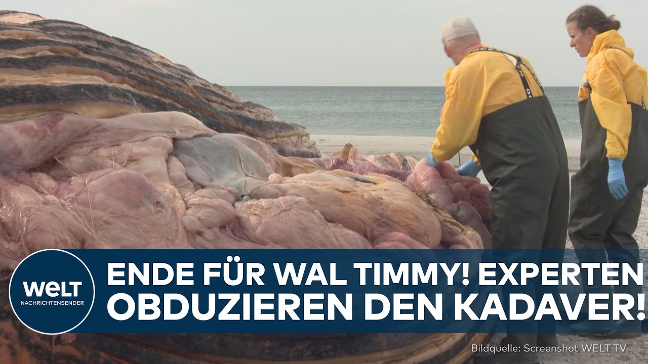 DÄNEMARK: Ende für Wal Timmy! Experten obduzieren den Kadaver!
