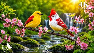 🐦 Relaxing Piano & Bird Sounds | Meditation, Healing & Deep Relaxation