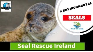 Seal Marine Conservation  - A day at Seal Rescue Ireland [S1-E46]