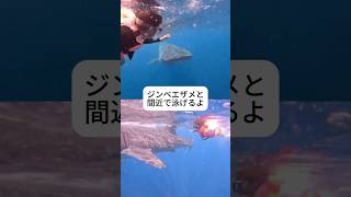 カリブ海でジンベエザメとシュノーケリング！メキシコのカンクンでは毎年6月から9月の期間限定でジンベエザメと間近で泳げます。カンクンに行く予定の人は是非ツアーに参加してみてね！#ジンベイザメ