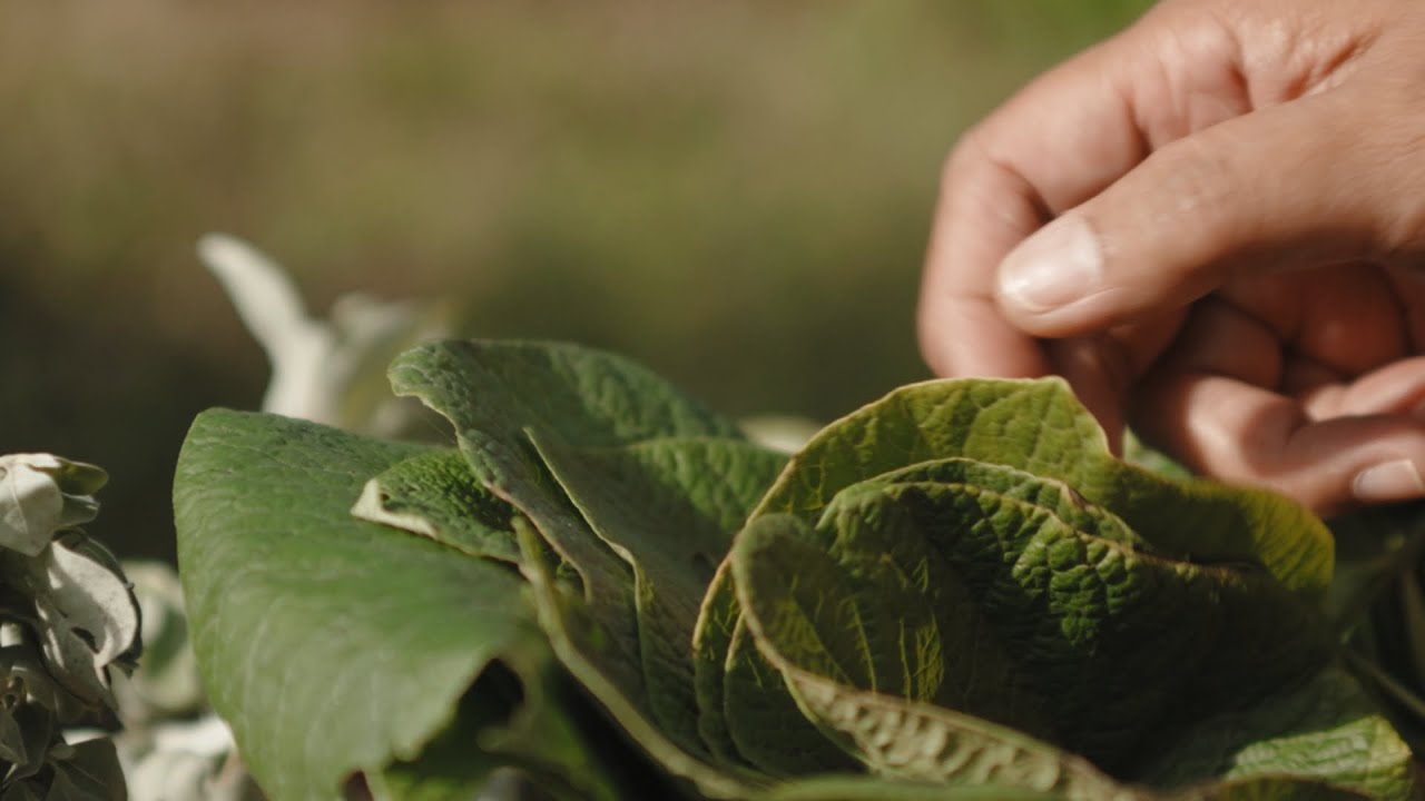 野菜皇后產品介紹影片