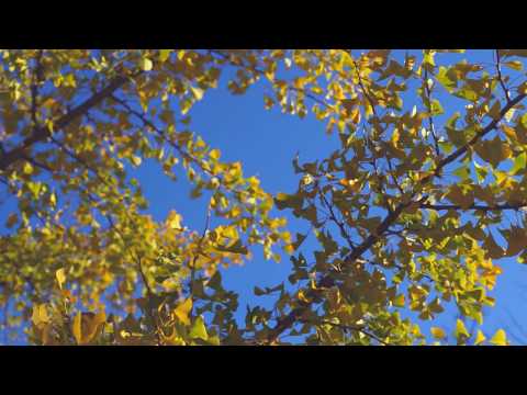 Páfrányfenyő - Ginko Biloba