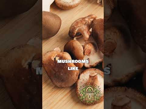 Mushroom Broth for Immunity