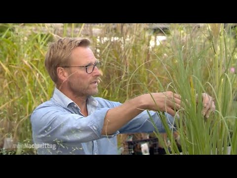 NDR Mein Nachmittag – Gräser für Herbst und Winter