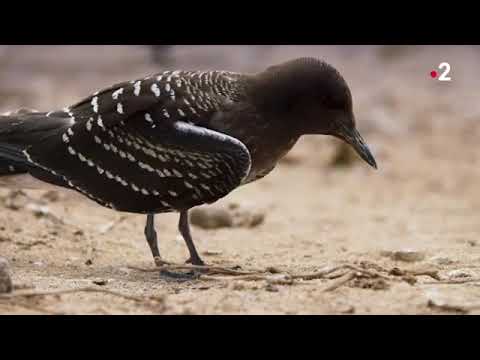 Un poisson gobe un oiseau en plein vol   ZAPPING SAUVAGE