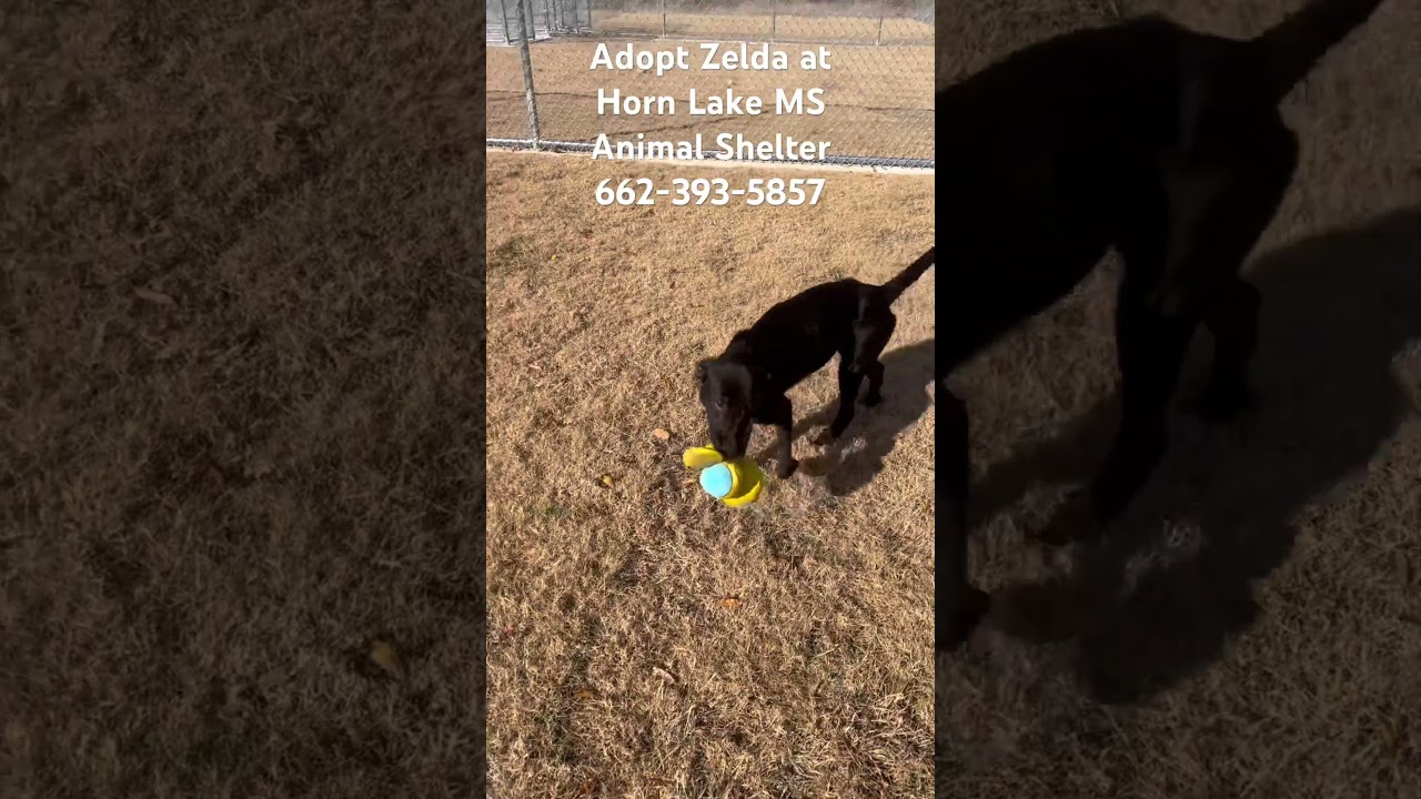 Enlarge Zelda, a Adoptable mixed breed in Horn Lake, MS video 6/6