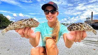 How to Catch, Clean and Cook Checkered Toxic Pufferfish (Florida Toadies)
