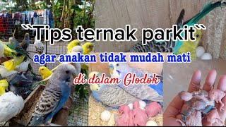Download lagu TERNAK parkit koloni/// perawatan anakan parkit dalam Glodok mp3