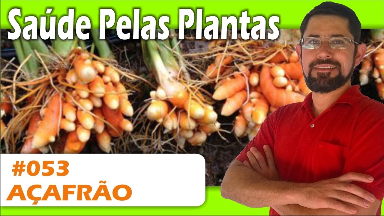 Saúde Pelas Plantas - Açafrão [pedra na vesícula, artrite, alergias, câncer, Alzheimer]
