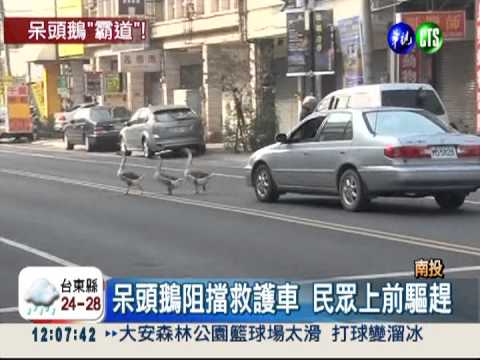 3隻鵝"霸道" 草屯街頭亂成一團!