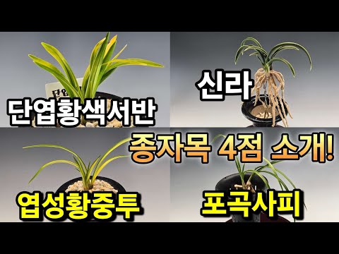 유튜브 썸네일
