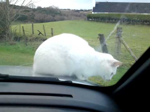 JUANITA  THE NUTTER CAT