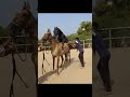 Beautiful Mare MADHURI Covered By Black Stallion KALANAAG Sabar Stud Farm 9979978503 9664968343