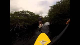 preview picture of video 'Playa del Carmen Paddleboarding Cenote Adventure | Playa Boardsports'