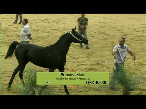 Al Shaqab Festival Auction for Arabian Horses