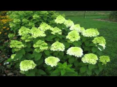 download lagu mp3 mp4 Hydrangea For Sale, download lagu Hydrangea For Sale gratis, unduh video klip Hydrangea For Sale