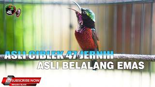 Download lagu KONIN ISIAN CIBLEK AK47 PALING ISTIMEWA DI YOUTUBE VARIASI BELALANG EMAS LAGU PANJANG JERNIH mp3