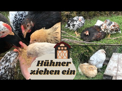 HÜHNER ZIEHEN EIN - endlich eigene Hühner | Bellessima