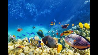 ENIGMA - SHADOWS IN SILENCE