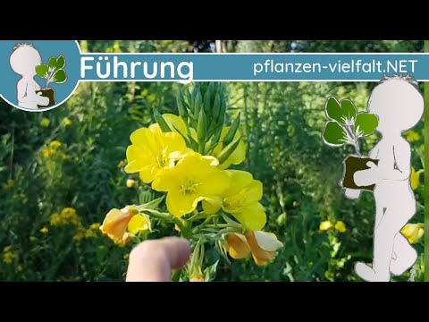 🔎 KW 27 - Wildpflanzenführung 2/2 - (Ende Juni / Anfang Juli) - Schnelles & Großes