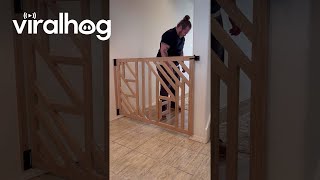 Spent Hours Making a Pet Gate and Our Cat Foils It in 2 Seconds || ViralHog