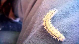 hitch hiking caterpillar dances to car radio 'lets face the music and dance'