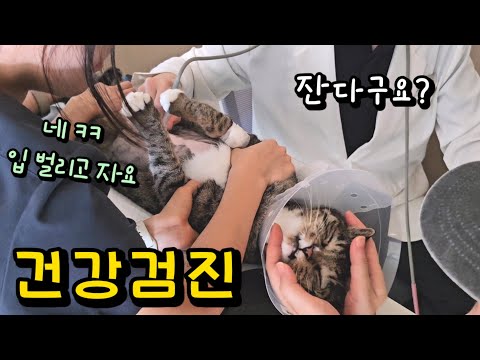 건강검진 두시간 째..모두를 놀라게 한 고양이 : 호동이 심장에서 이상한 소리가 난대요 ㅠ (맘졸인 검진 결과)