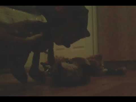 Speak peak of Sonic the Hedgehog Plush Show Ep. 1