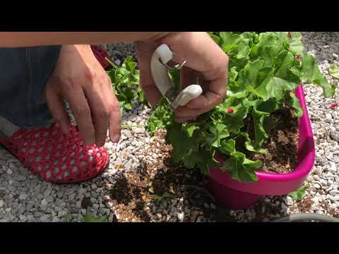 アイビーゼラニウム（Pelargonium peltatum）の挿し木はいつ、どのように行うのですか？チュートリアルとビデオ  庭園